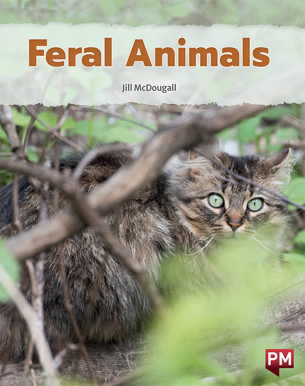Feral Animals